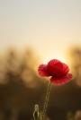 Remembrance and Reflections, Epsom Playhouse Remembrance and Reflections, Epsom Playhouse