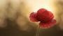 Royal British Legion Poppy Day Royal British Legion Poppy Day